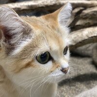 なかやまひろ (せち)